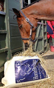 Horse eating Haylage